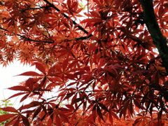 -邓记手擀面(桃花源店)