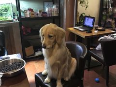 -百好乐宠物友好餐厅(朝外大街店)