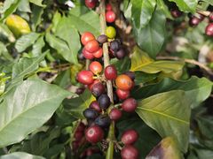 -后谷咖啡(建设巷店)