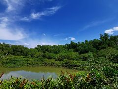-大亚湾红树林城市湿地公园