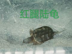 -武汉动物园