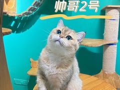 -柚子猫舍·精品猫舍购猫·猫咪认养·购宠·宠物店