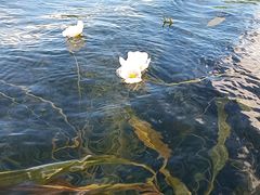 水性杨花-泸沽肴(泸沽湖大洛水村农村信用社旁店)