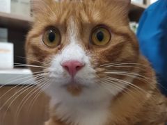-萌兽医馆·犬猫专科·眼科中心·宠物医院(朝阳门分院)