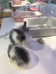 -Moni星球萌宠·小马宝莉·灵蛇·高端高阶全萌宠互动体验俱乐部(红豆国际广场店)