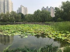 -望湖公园
