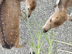 -鹿境梅花鹿生态园区