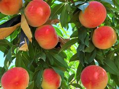 -南汇新场正宗水蜜桃采摘