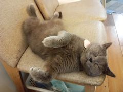 -春笙食堂.丼饭拉面寿司(GOGO新天地店)