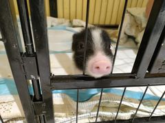 -RU DUCK柯尔鸭公社·撸鸭俱乐部·羊驼·小香猪