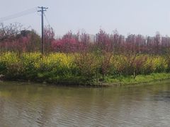 -南汇桃花村