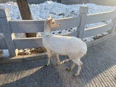 -北京野生动物园