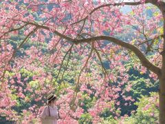 -风云岭森林公园