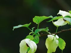 -杭州植物园