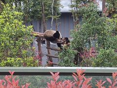 -成都大熊猫繁育研究基地