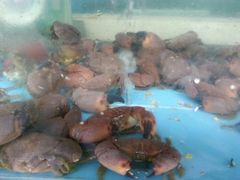 android_upload_pic-龙溪海鲜酒家(溪涌店)