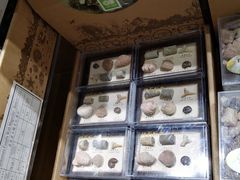 -Behring World of Animals(上海自然博物馆店)