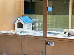 -帕帕拉兹宠物(亚洲旗舰店)