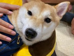 -逗柴咖啡屋·狗咖猫咖宠物桌游