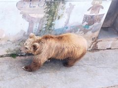 -青藏高原野生动物园