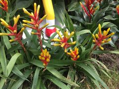 -上海鲜花港