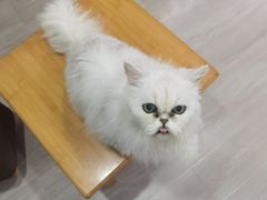 -卿云猫阁猫咖