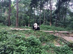 iphone_upload_pic-碧峰峡风景区