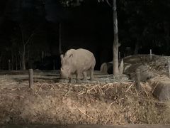 -清迈夜间动物园
