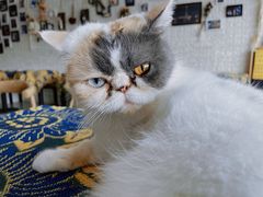 -平行世界·猫咖(首经贸店)