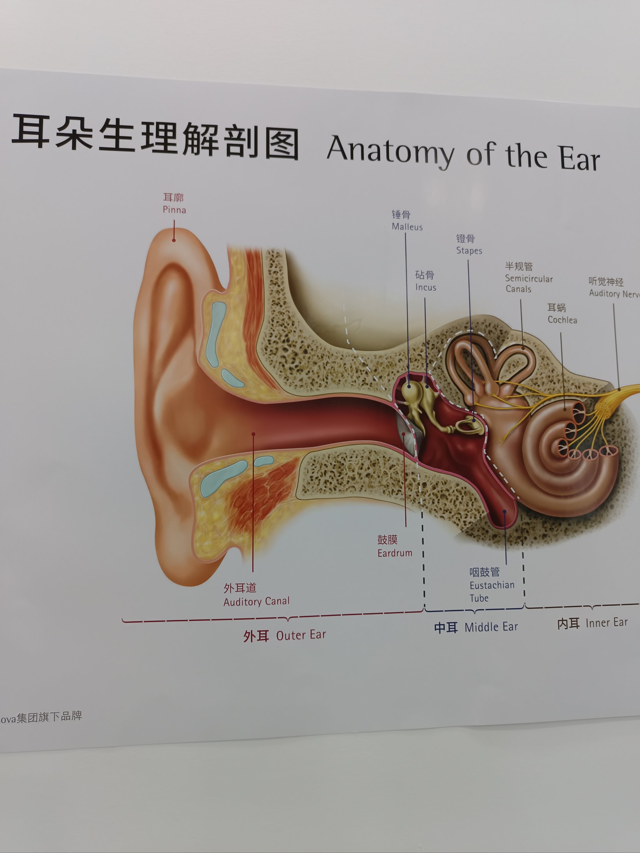 耳背图解图片