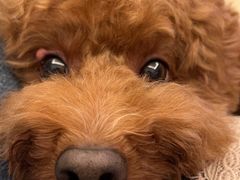 -爱侣宠医·鹦鹉专科·小型哺乳类·异宠专科(灵石路店)