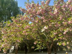 -莲花池公园