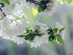 -海棠花溪(元大都城垣遗址公园)