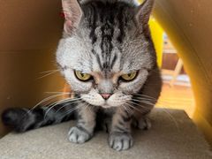 -有猫主题·治愈系猫咖(曾厝垵店)