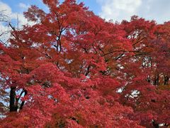 -常寂光寺