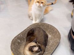 -Heymao猫咖.咖啡厅(东门店)