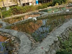 -活水公园