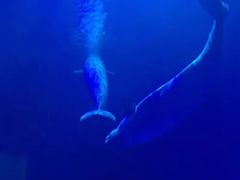 -多彩贵州城极地海洋世界