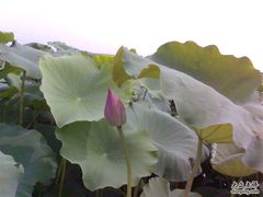 -建华生态湿地百荷园