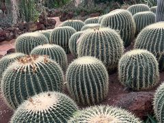 -昆明植物园