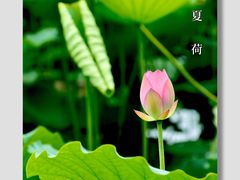 -荔湾湖公园