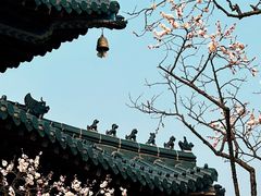 -梅花山(明孝陵内)
