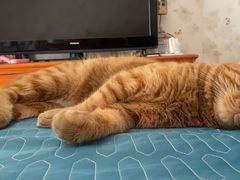 -米苏动物医院·犬猫专科·骨科外科内窥镜