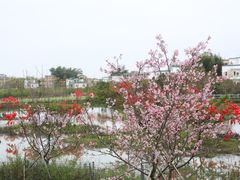 -天适樱花悠乐园