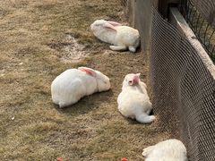 -黄龙溪欢乐田园
