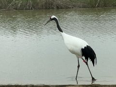 -盐城丹顶鹤湿地生态旅游区