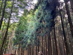 -山王坪喀斯特国家生态公园