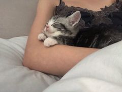 -猫十亿·布偶金渐层·曼基康矮脚猫舍(青年路店)