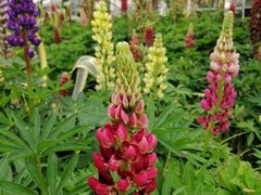 -南通洲际绿博园