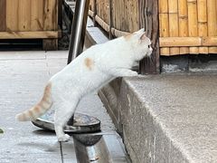 -龙华素斋(龙华路店)